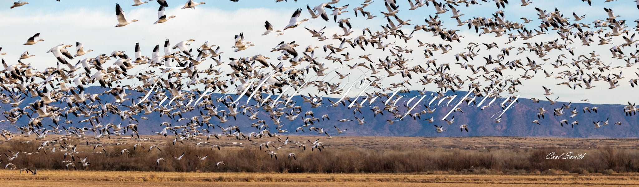 Snow Geese Flushing