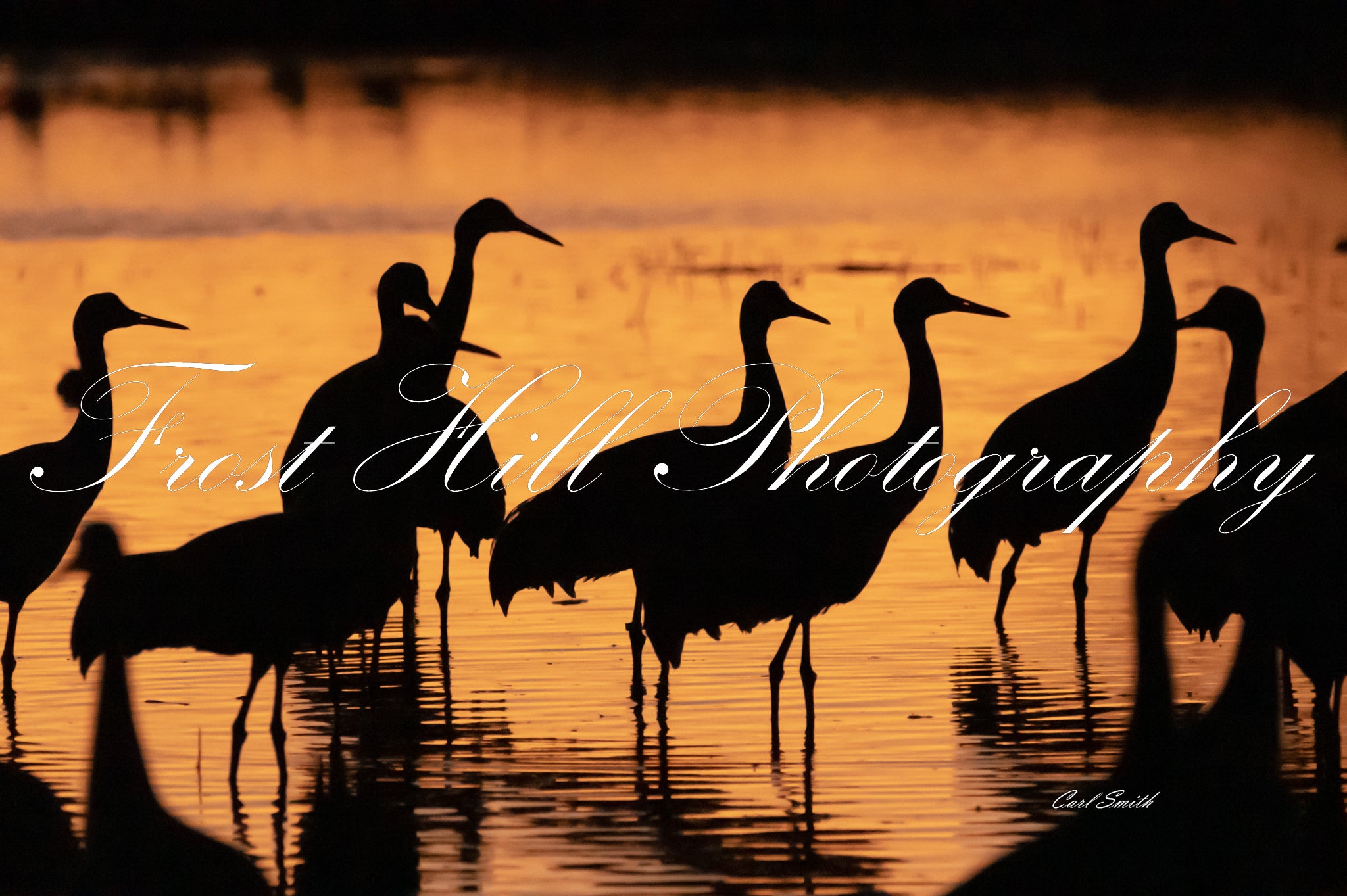 Sandhill Crane in the Sunset Pond