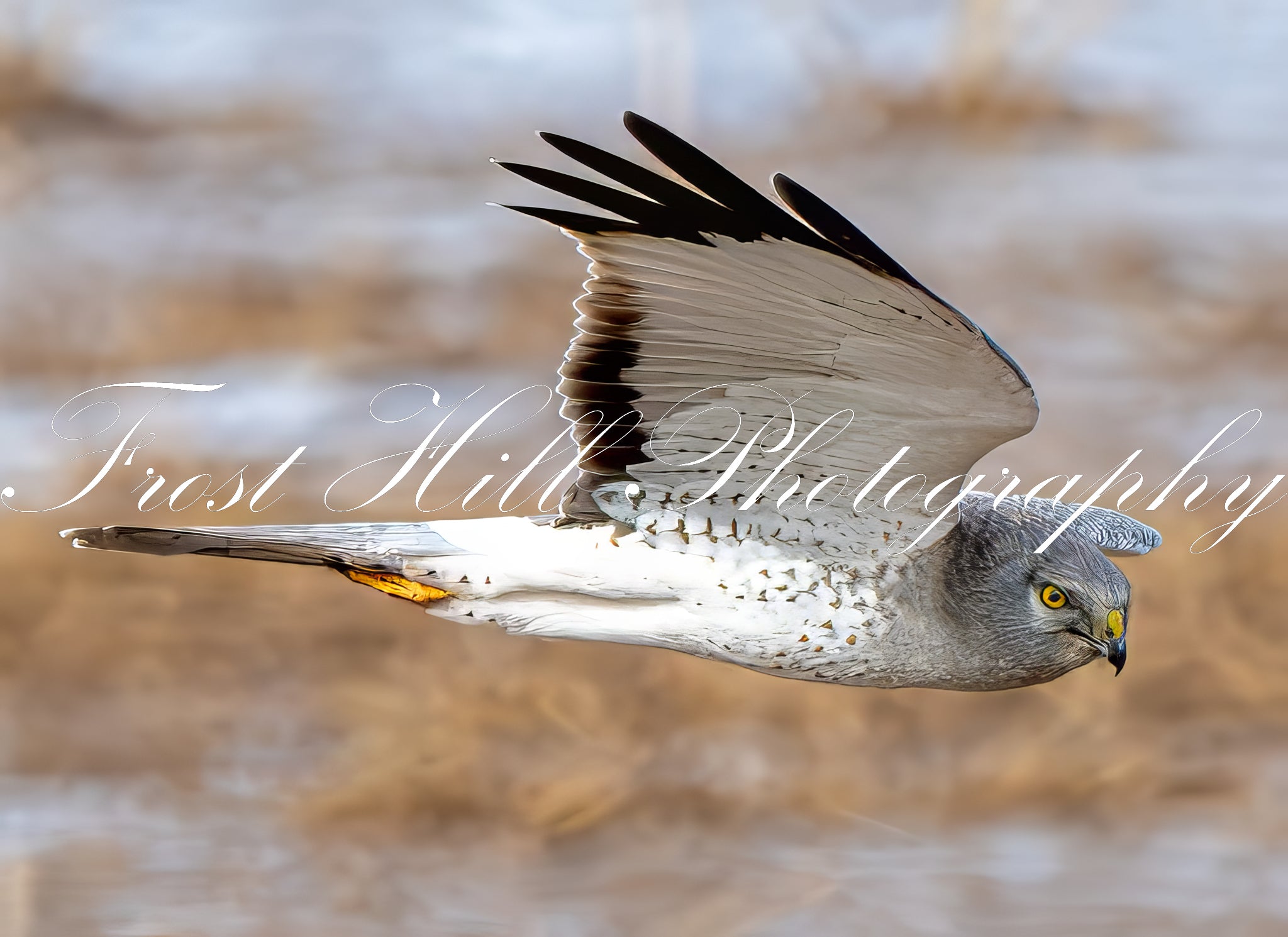 Harrier's Breakfast Flight