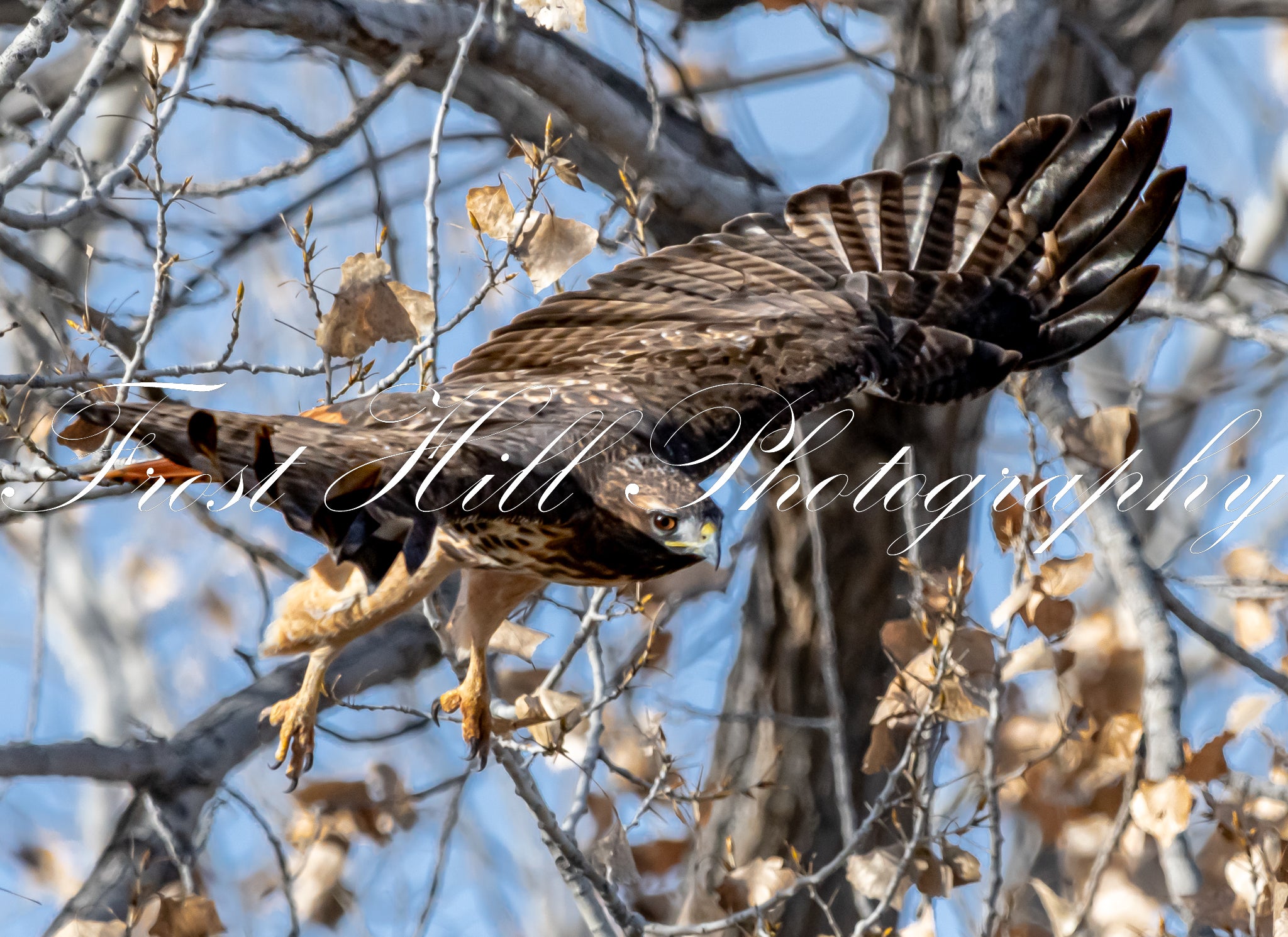 Red Hawk Taking Flight